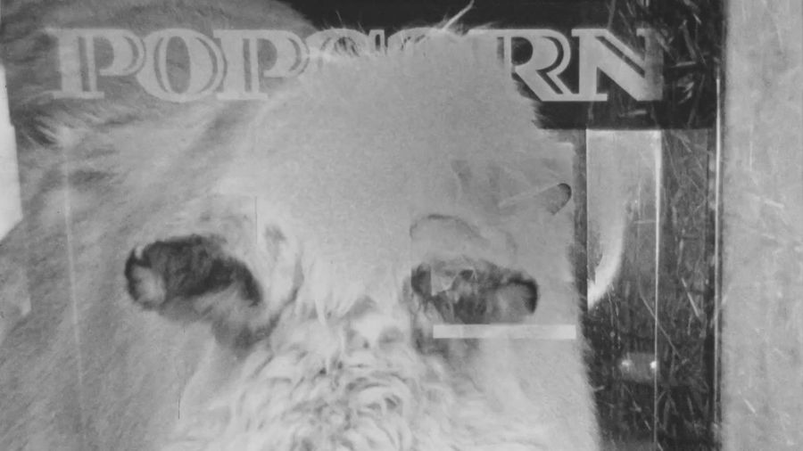 Eine weiße Tiermaske spiegelt sich in der Scheibe eines Popcornautomaten.